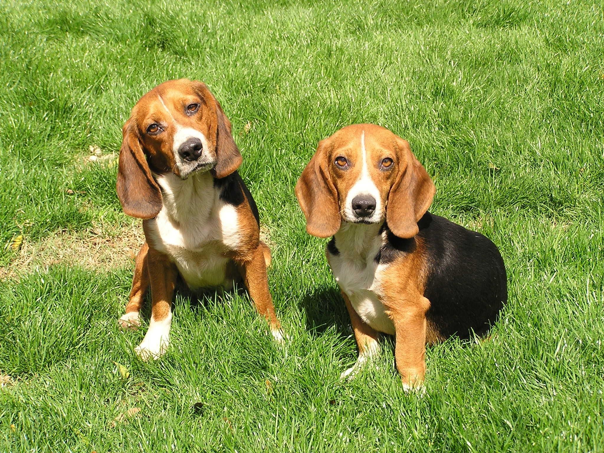 adoptable beagles near me