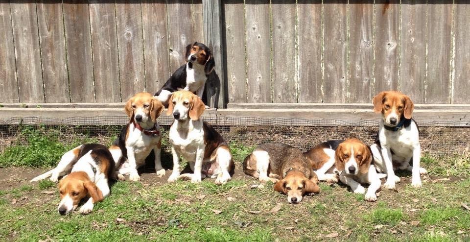 Hounds Beagle Rescue 