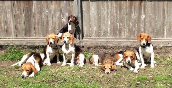 Beagles for store rehoming near me