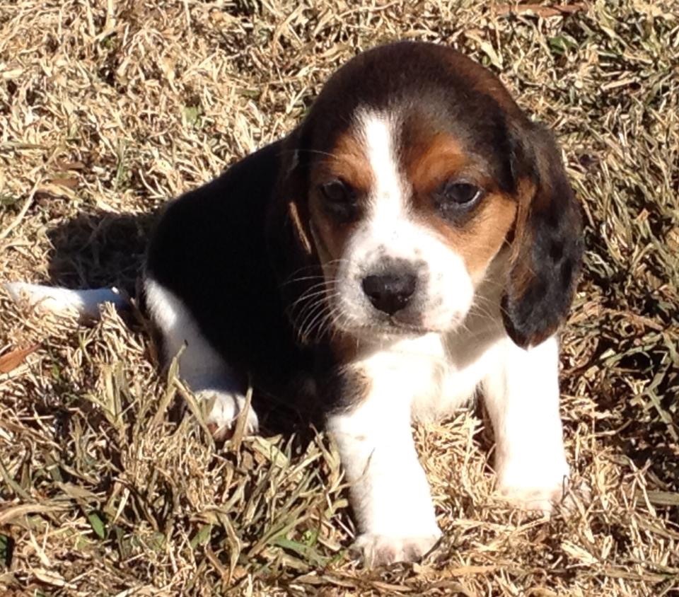 beagle adoption