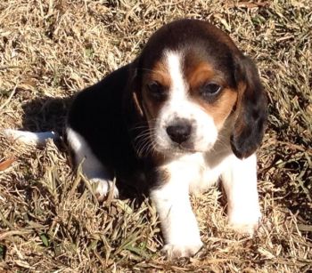 Beagle rescue and store rehoming