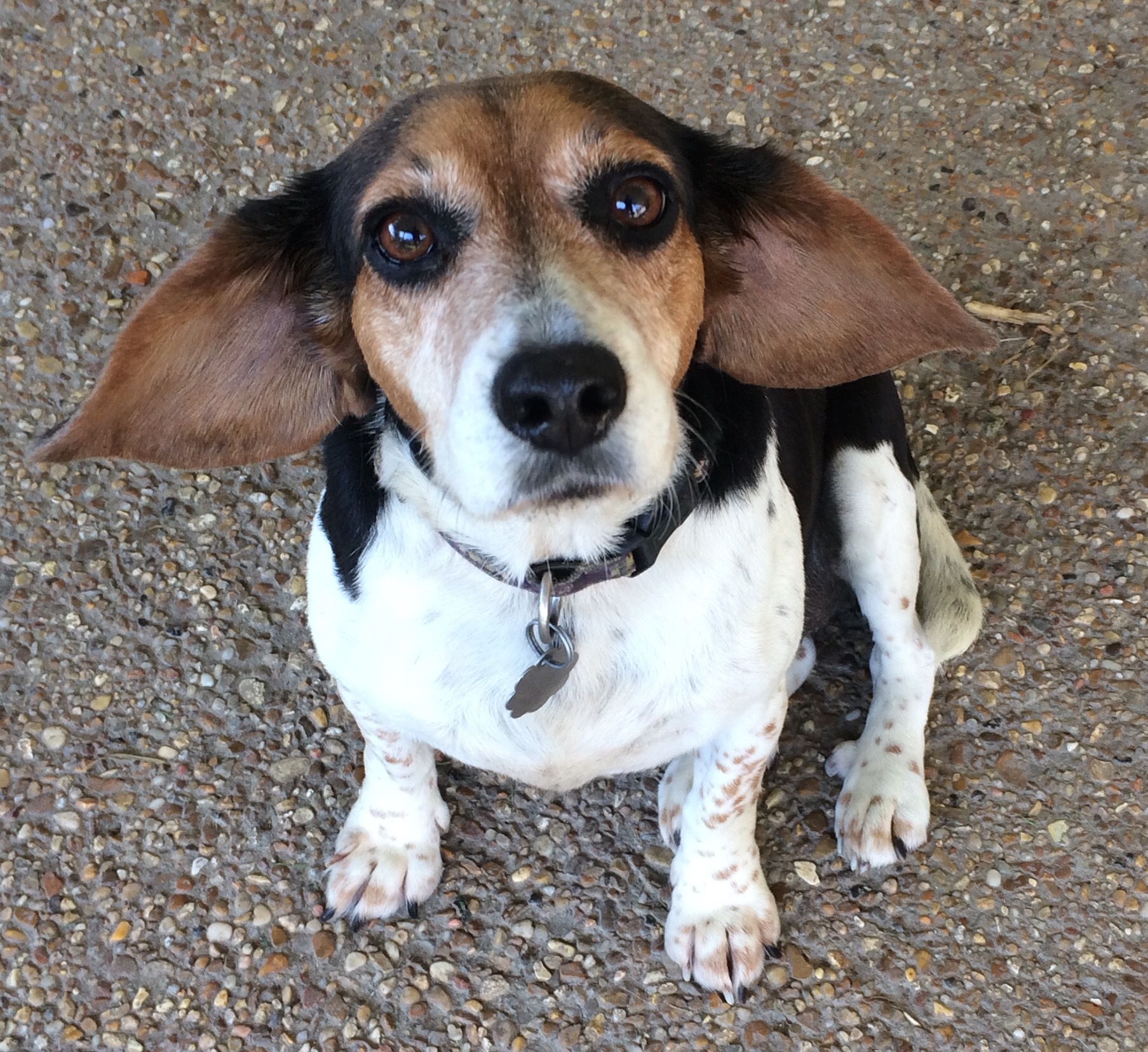 Beagles For Adoption Near Me