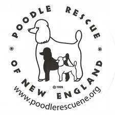 Toy poodle hotsell rescue new england