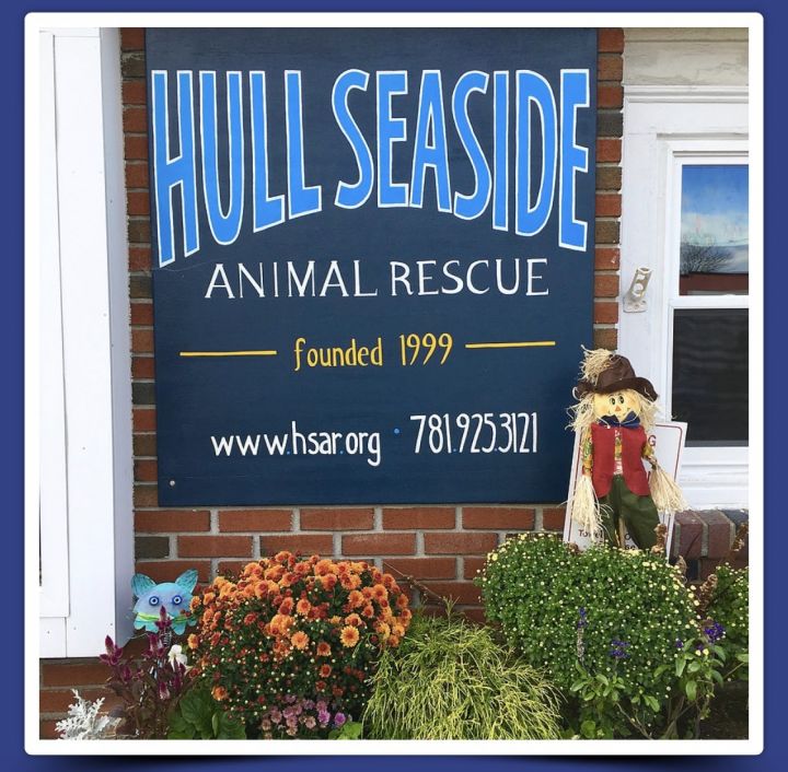 Welcome to Hull Seaside Animal Rescue