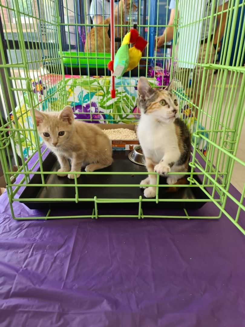 Billerica Cat Care Coalition