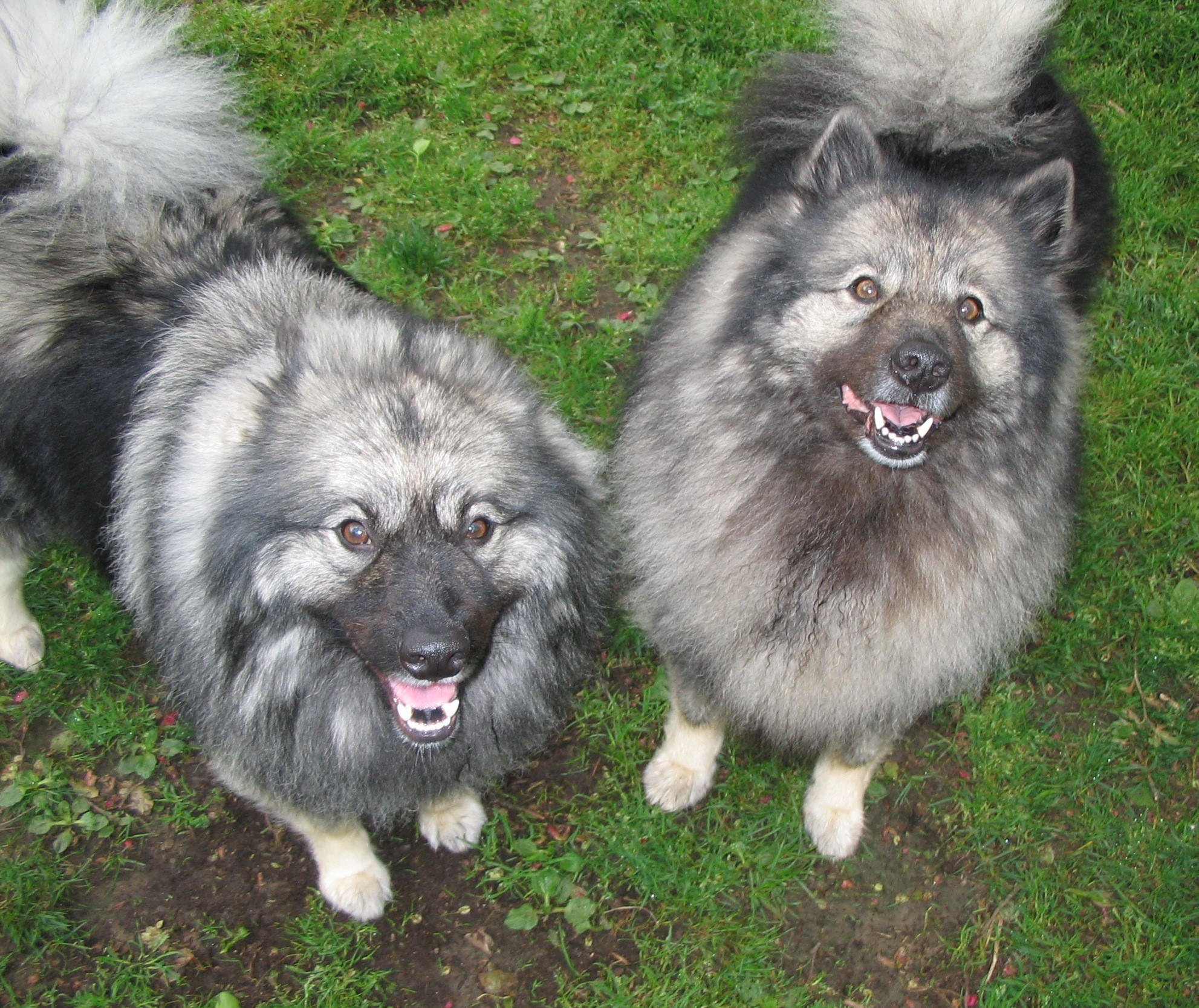 Pets For Adoption At Seacoast Keeshond Rescue In Essex Ma Petfinder
