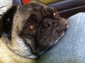 Pug rehoming store