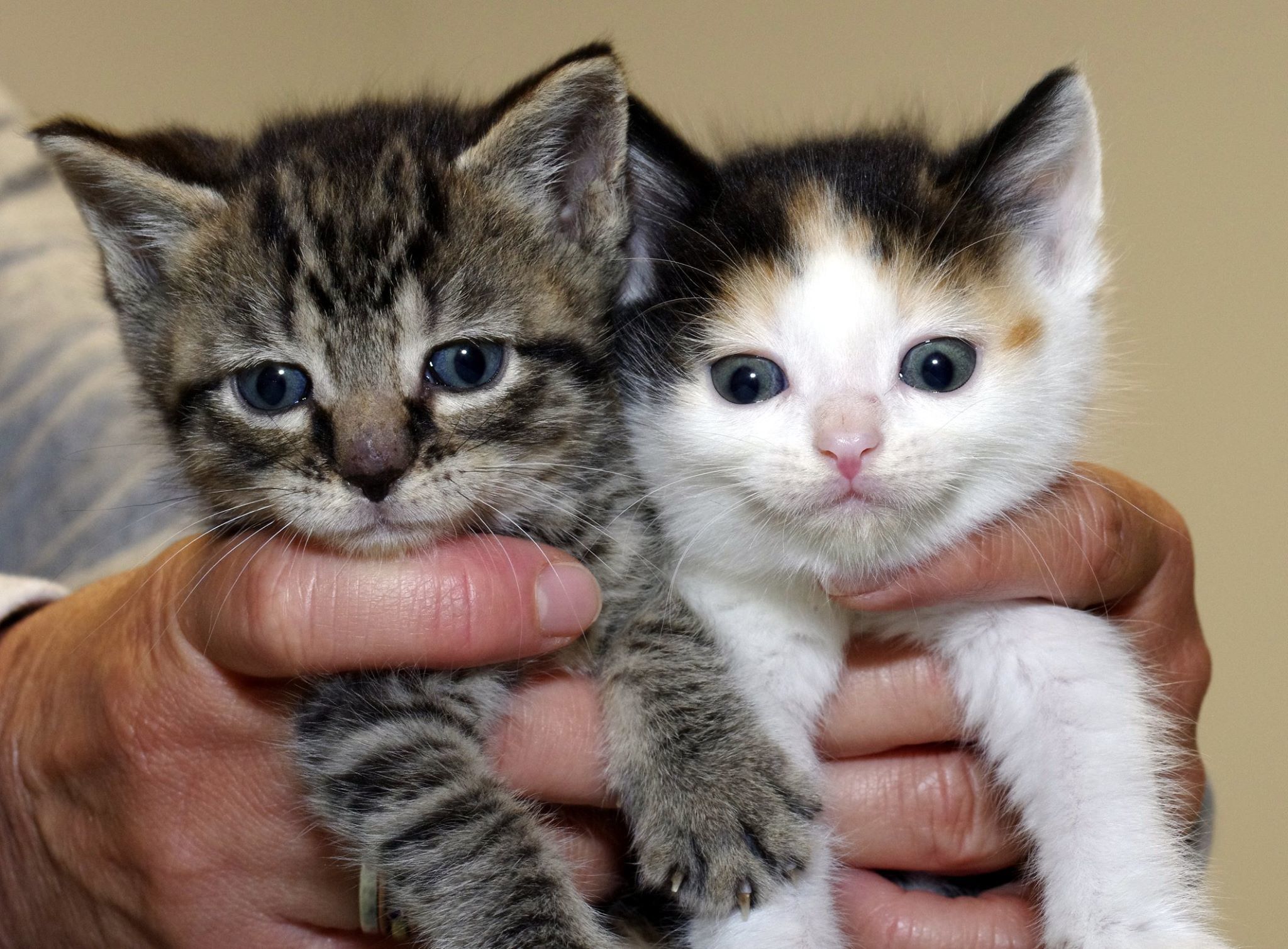 Kitty Angel Rescue - A no-kill cat/kitten adoption agency near Atlanta, GA