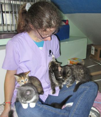 Volunteer socializing kittens