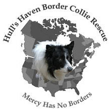 Hull's Haven Border Collie Rescue