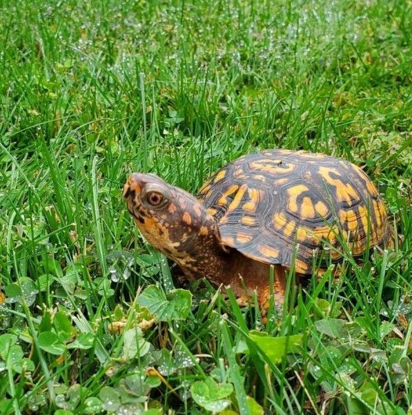 Mid-Atlantic Turtle and Tortoise Society