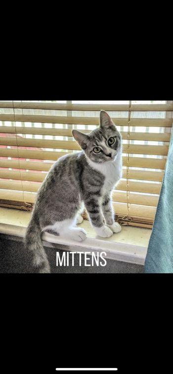 Mittens - female kitten