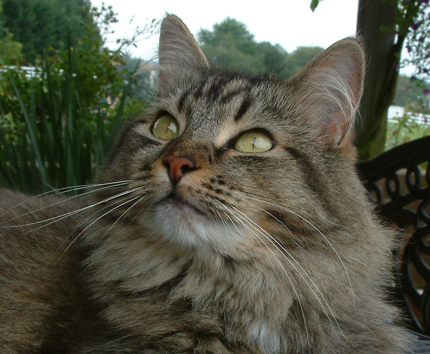 Darby's Place Cat Rescue