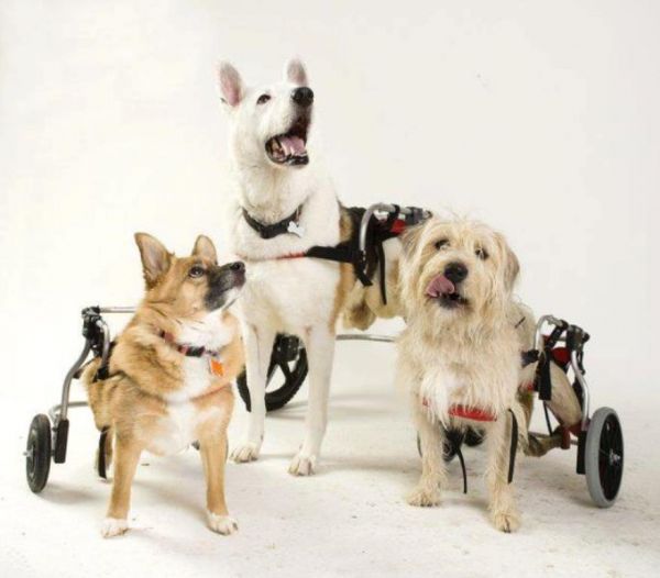 Pets with Disabilities