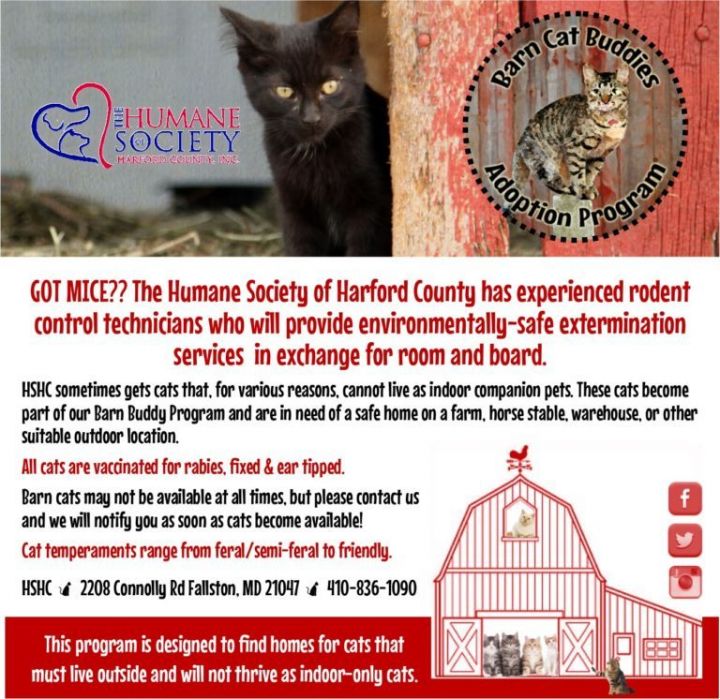 Hook up with a barn cat for natural pest control