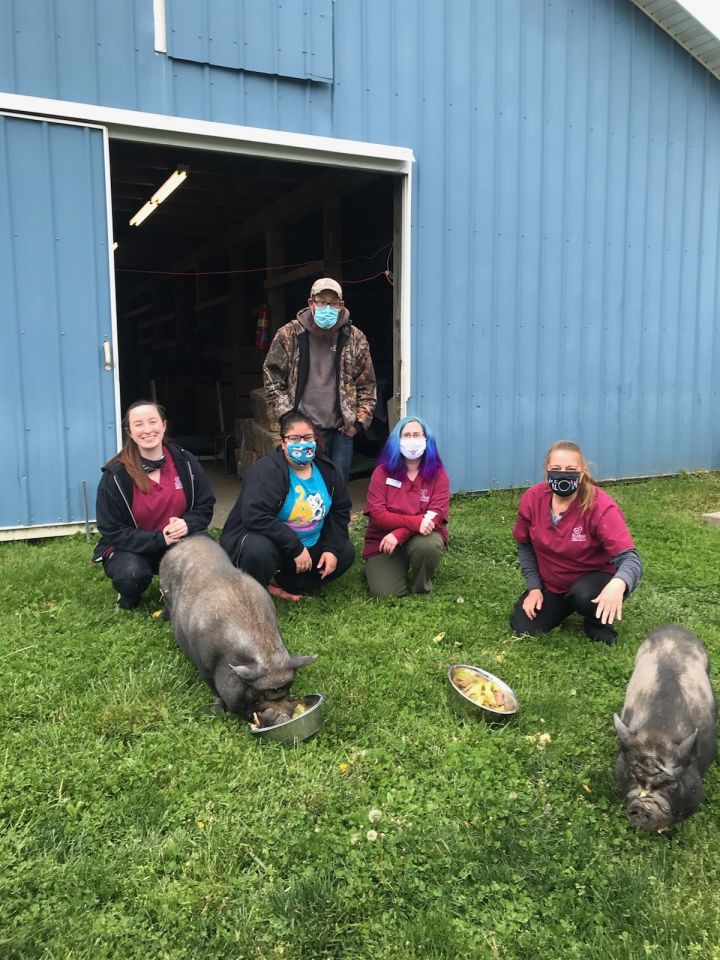 Dogs, cats, small animals and barnyard friends