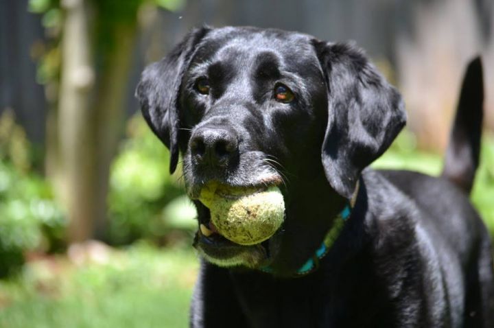 Lab rescue best sale of the potomac