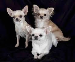 Yankee Chihuahua Rescue and Adopt
