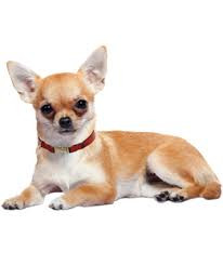 Adopt chihuahua best sale near me