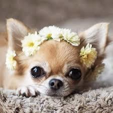 Female chihuahua for sales adoption