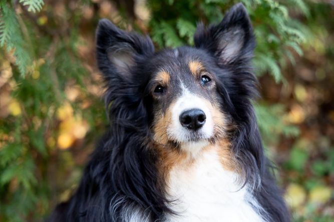 Pets for Adoption at Maine Sheltie Rescue, in Portland, ME | Petfinder