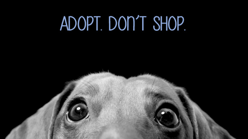 Save Animals From Euthanasia (S.A.F.E.)