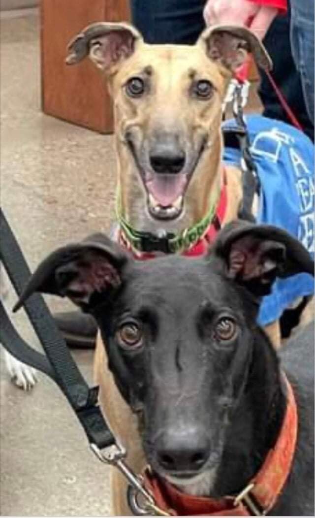 Gem greyhounds hot sale available dogs