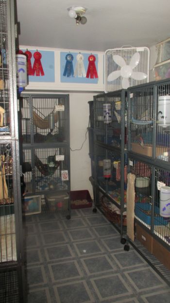 The "hospice room" for the older ferrets
