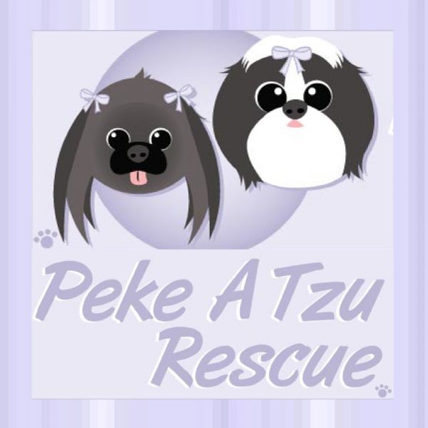 Peke A Tzu Rescue