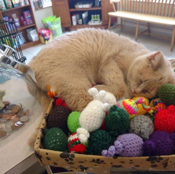 Betty White testing out the catnip toys.