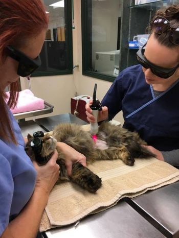 Performing a laser therapy treatment on a cat.