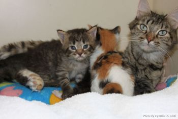 One of the stray families we have found homes for!