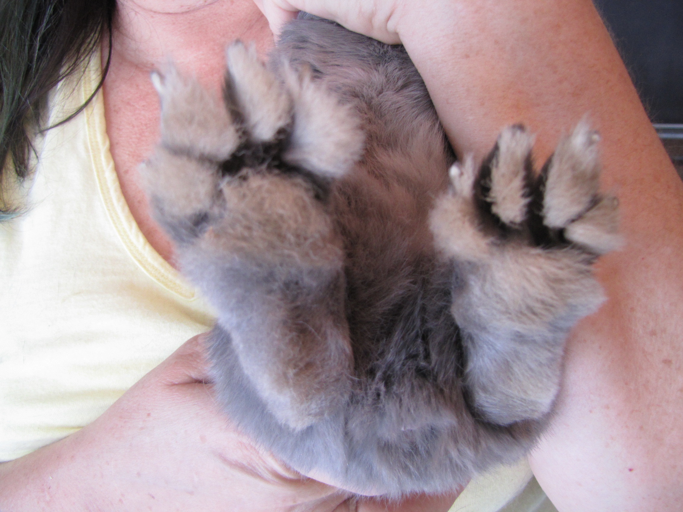 tiny paws animal rescue