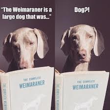 Weims do not realize they are dogs....