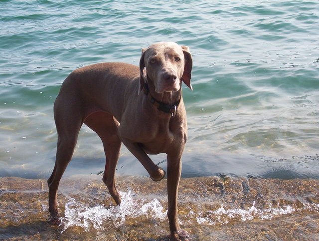 Weims and water...