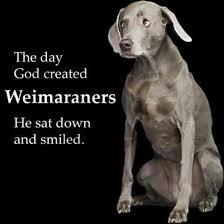 Great Lakes Weimaraner Rescue, Inc.