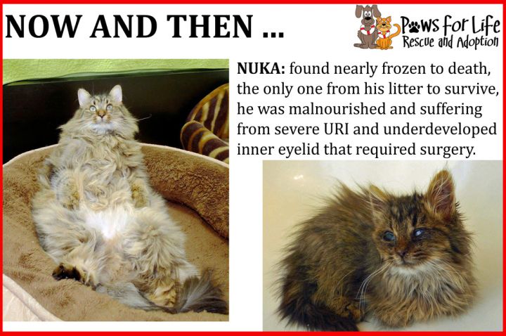 Before and After of Nuka