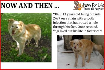 Before and After of Yogi