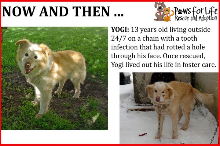 Before and After of Yogi