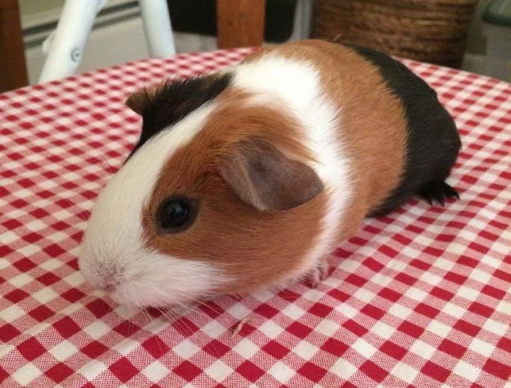 Emmy the guinea pig was adopted in 2017.