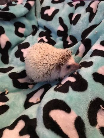 Rufio the hedgehog was adopted in 2017.