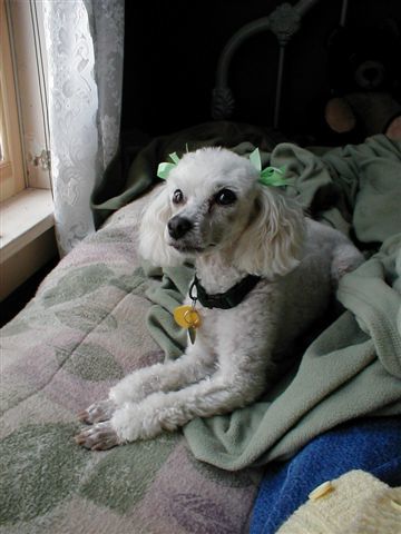 Picket Fence Poodle Rescue