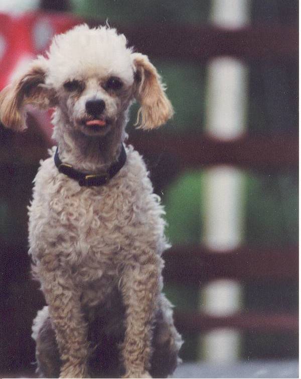 Pets for Adoption at PICKET FENCE POODLE RESCUE, in Elk River, MN