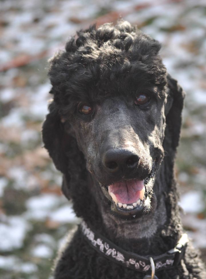 Pets for Adoption at PICKET FENCE POODLE RESCUE, in Elk ...