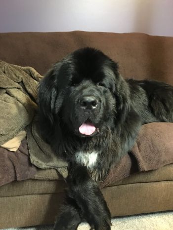 Newfoundland clearance dog rehoming