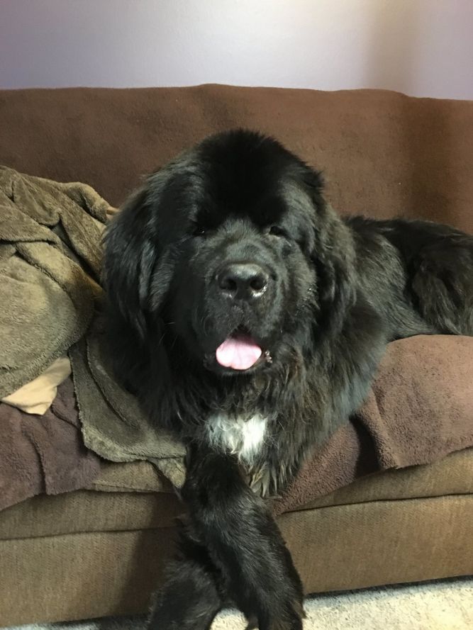 Newfoundland dog best sale adoption near me