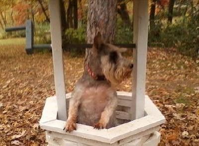 Schnauzer Rescue Mpls./St. Paul