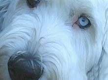 Old english sheepdog breeders hot sale midwest
