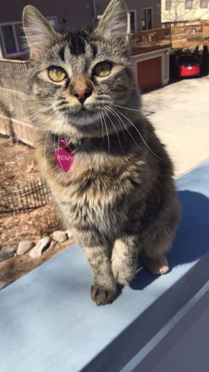Blue Sky Rescue of Minnesota
