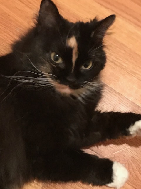 Izzie - Female - 2 yr old - declawed